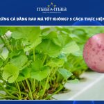 trị mụn trứng cá bằng rau má