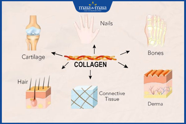 tác dụng của collagen