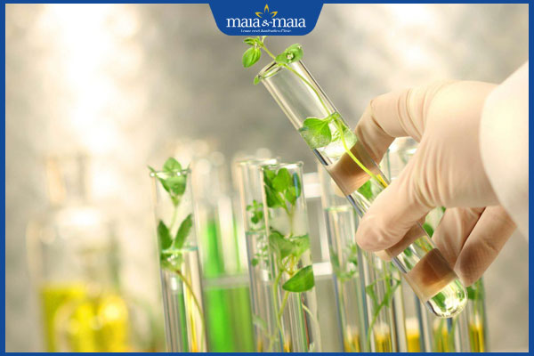 tế bào gốc noãn thực vật