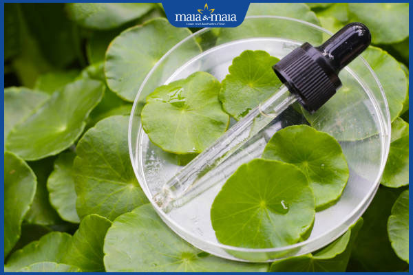 chiết xuất rau má