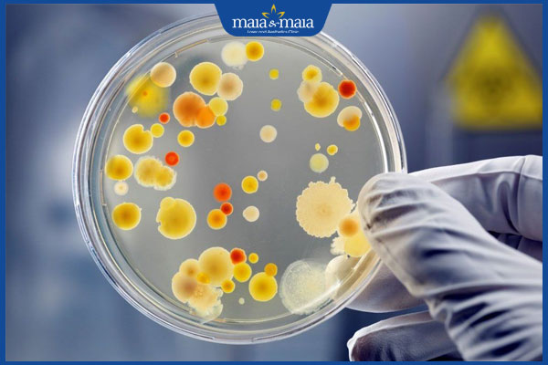 chiết xuất enzyme