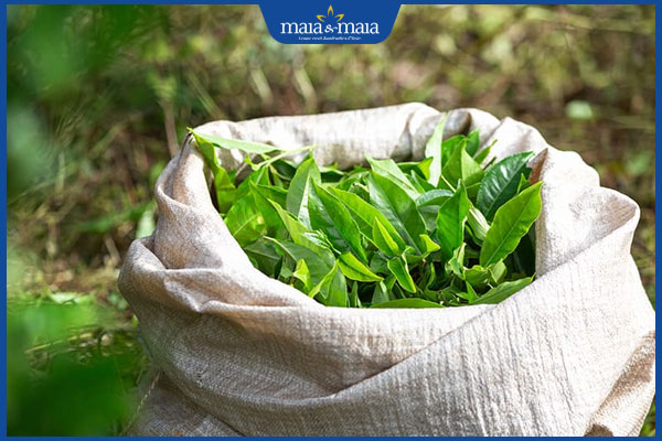 Bí quyết dùng trà xanh chống lão hóa an toàn tại nhà  2 chiết xuất trà xanh