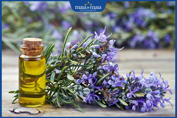 10+ tinh dầu massage mặt chống lão hóa hiệu quả, an toàn 5 tinh dầu hương thảo