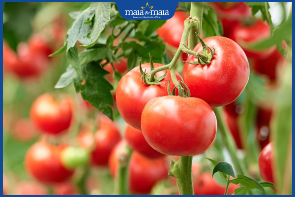 cà chua triệt lông nách