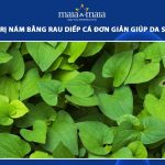 cách trị nám bằng rau diếp cá