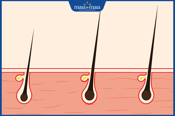 chu kỳ phát triển của lông
