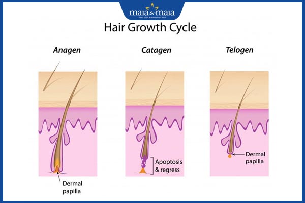 cơ chế mọc lông