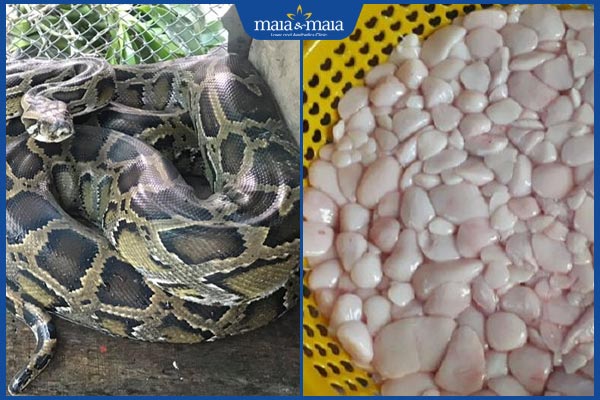 công dụng mỡ trăn triệt lông