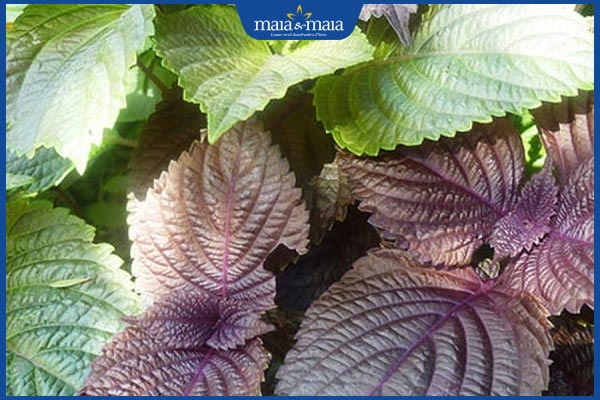 Hướng dẫn 6 cách trị nám bằng thảo dược an toàn, hiệu quả 3 lá tía tô chữa nám