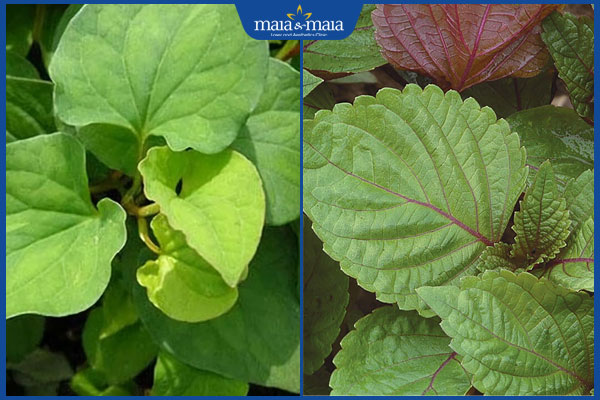 rau diếp cá và tía tô