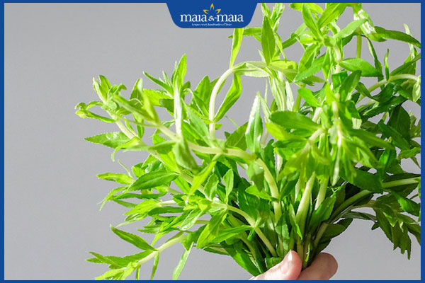 Rau ngổ trị nám có tốt không