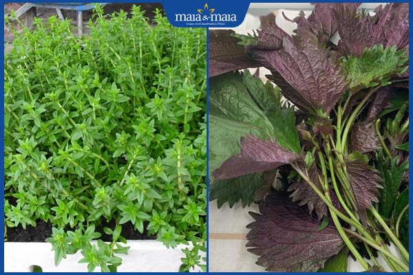 Rau ngổ và tía tô