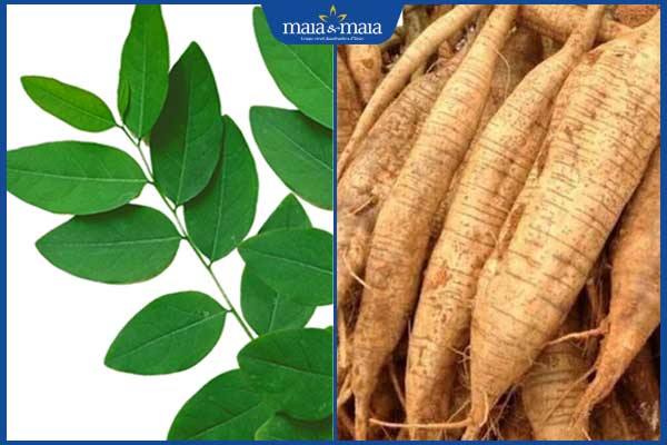 Gợi ý cách trị nám bằng rau ngót đơn giản, hiệu quả tại nhà 4 rau ngót và sắn dây