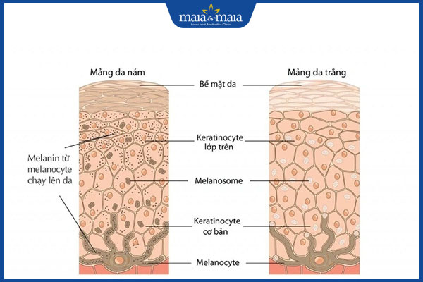 Cấu trúc da nám là gì? Giải mã chi tiết và cách điều trị  2 cơ chế hình thành nên nám