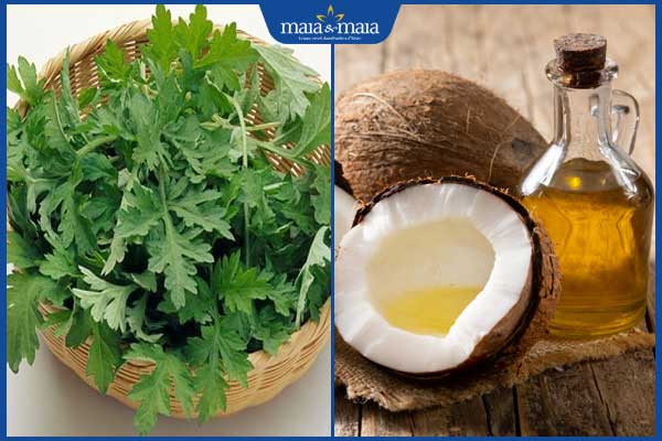 Bật mí các công thức trị nám bằng ngải cứu an toàn tại nhà 3 ngải cứu và dầu dừa