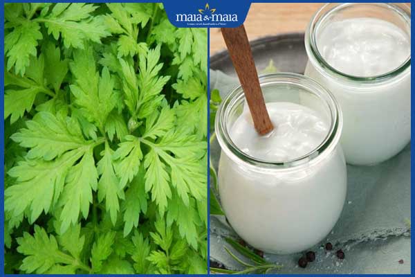 Bật mí các công thức trị nám bằng ngải cứu an toàn tại nhà 4 ngải cứu và sữa chua