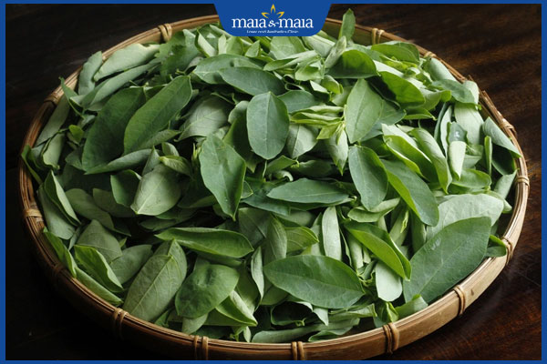 Lá cây thuốc nam trị nám da hiệu quả không? Cần lưu ý gì? 4 rau ngót