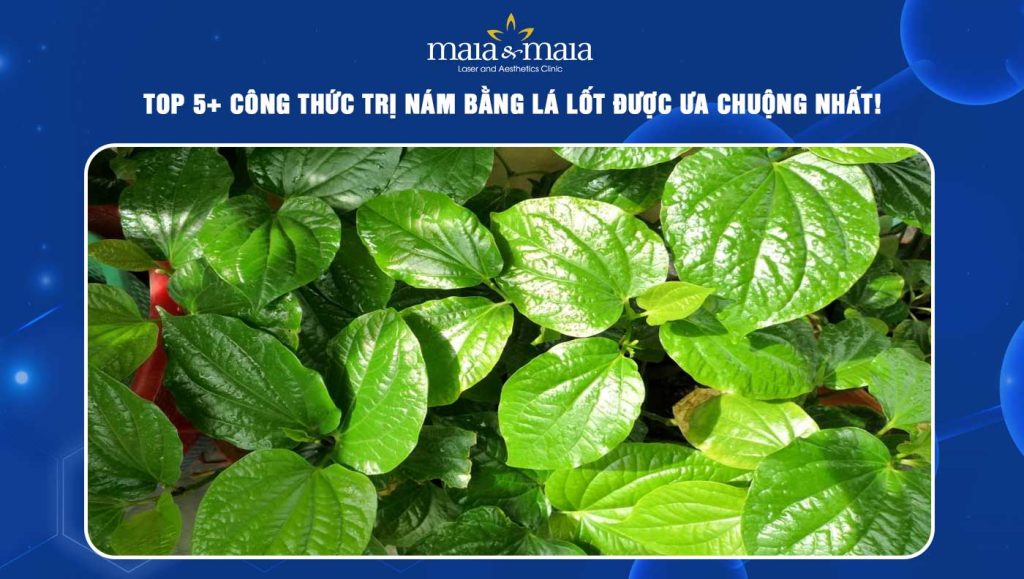 Top 5+ công thức trị nám bằng lá lốt được ưa chuộng nhất! 1 trị nám bằng lá lốt