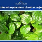 trị nám bằng lá lốt