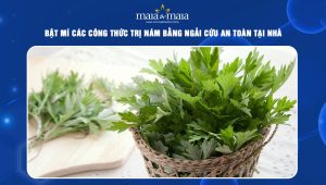 Bật mí các công thức trị nám bằng ngải cứu an toàn tại nhà 33 trị nám bằng ngải cứu