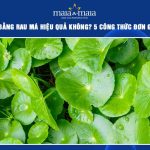 trị nám bằng rau má