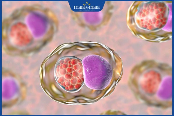 Đốm trắng ở vùng kín nữ do nguyên nhân nào? Có nguy hiểm không? 2 đốm trắng ở vùng kín do bệnh chlamydia