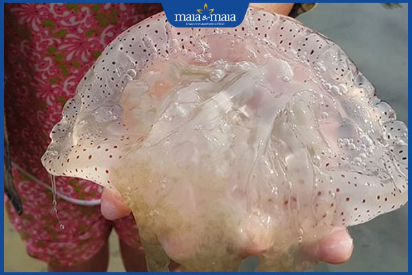 Ăn sứa có bị sẹo lồi không? Lưu ý giúp vết thương nhanh lành 2 sứa biển