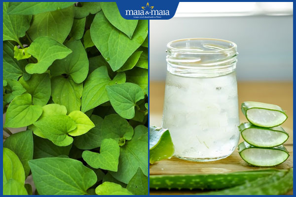 Cách trị sẹo lõm bằng rau diếp cá tại nhà hiệu quả ra sao? 3 diếp cá và nha đam