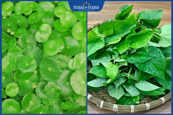 rau má và diếp cá