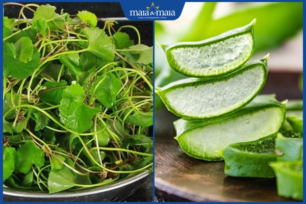 rau má và nha đam