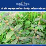 cây cỏ sữa trị mụn trứng cá
