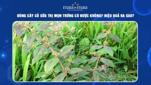 cây cỏ sữa trị mụn trứng cá